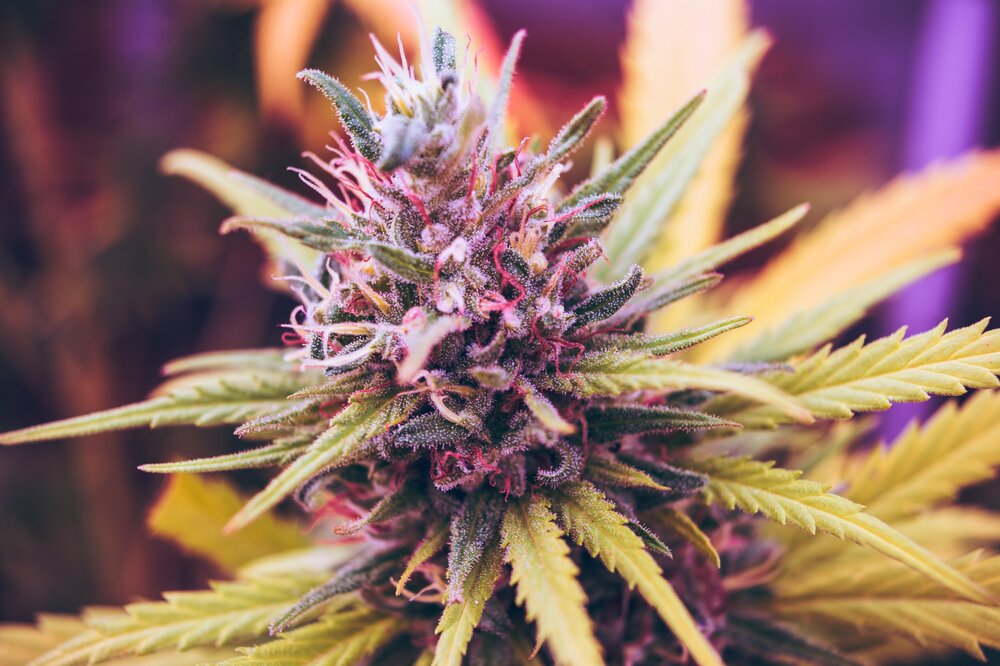 A purple marijuana bud